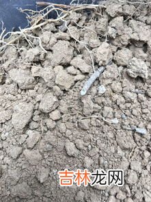在山上挖什么土养花最好 山上的土可以养花吗养花的土哪里挖最好,山上的土可以养花吗