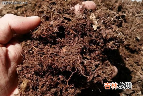 在山上挖什么土养花最好 山上的土可以养花吗养花的土哪里挖最好,山上的土可以养花吗