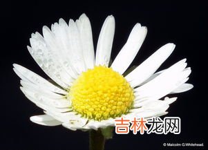 香水雏菊种子怎么种,小雏菊种植及养护方法