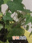 螳螂属于害虫还是益虫,螳螂是益虫还是害虫