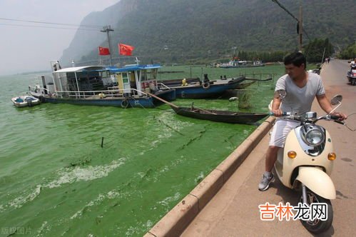 白鲢和花鲢的区别,白鲢和花鲢一样吗，有什么区别