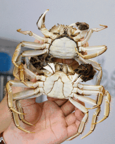 蟹棒煮多长时间能熟,蟹棒外面的塑料能煮吗 蟹棒要煮多久