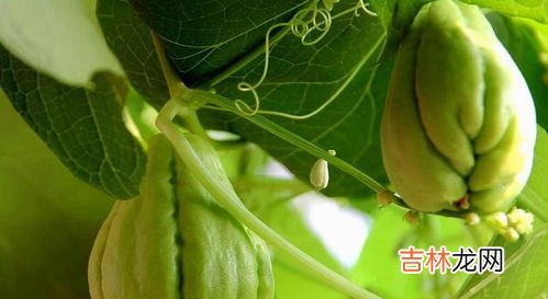 手参的功效与作用有哪些,手掌参的营养价值是什么