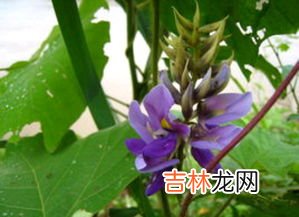 手参的功效与作用有哪些,手掌参的营养价值是什么