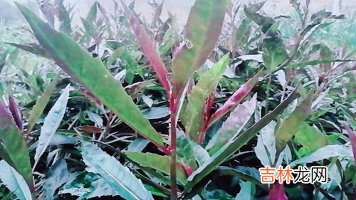 手参的功效与作用有哪些,手掌参的营养价值是什么