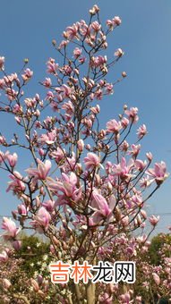 上海的市花是什么,上海的市花是什么花