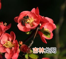 上海的市花是什么,上海的市花是什么花