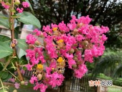 上海的市花是什么,上海的市花是什么花