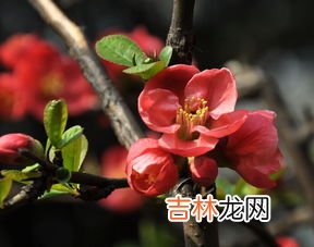 上海的市花是什么,上海的市花是什么花