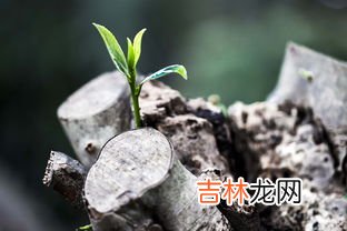 生苗和熟苗的区别是什么,生苗，熟苗怎么区别呢？