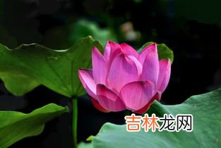 莲花的寓意和象征是什么,莲花的寓意和象征