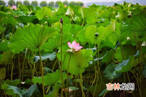 莲花的寓意和象征是什么,莲花的寓意和象征