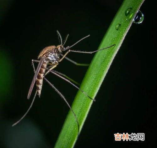 公蚊子和母蚊子的区别,公蚊子和母蚊子的区别 公蚊子和母蚊子有啥区别