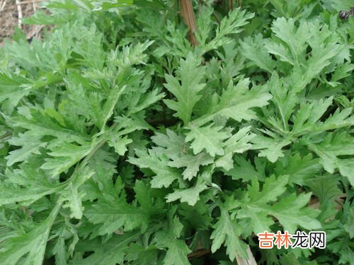艾草的吃法,艾草的食用方法是什么