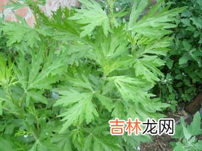 茵陈的吃法,茵陈的吃法