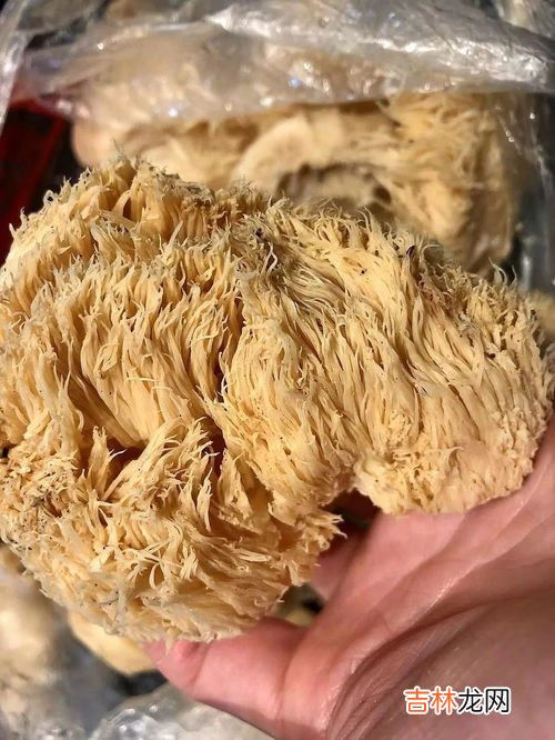 鲜猴头菇的吃法和注意,猴头菇的吃法和要注意的地方
