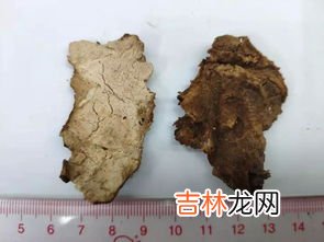茯神与茯苓的区别,茯苓茯神的区别