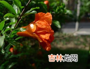石榴花几月开放,石榴花什么时候开?