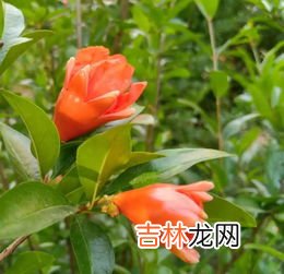 石榴花几月开放,石榴花什么时候开?