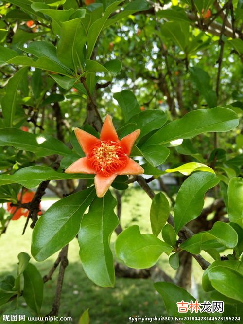 石榴花几月开放,石榴花什么时候开?