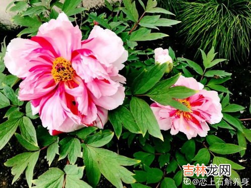 石榴花几月开放,石榴花什么时候开?