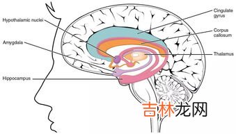 为什么叫海马体照片,为什么叫海马体照片