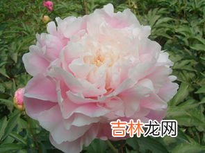 芍药根块带芽种植方法,芍药根块带芽盆栽种植方法？