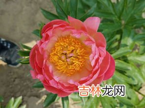芍药根块带芽种植方法,芍药根块带芽盆栽种植方法？