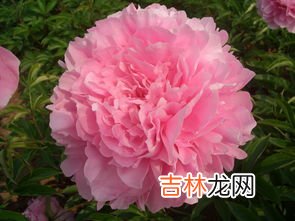 芍药根块带芽种植方法,芍药根块带芽盆栽种植方法？