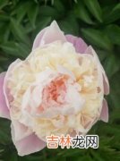 芍药根块带芽种植方法,芍药根块带芽盆栽种植方法？