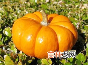 南瓜怎么吃,南瓜吃法和做法大全集
