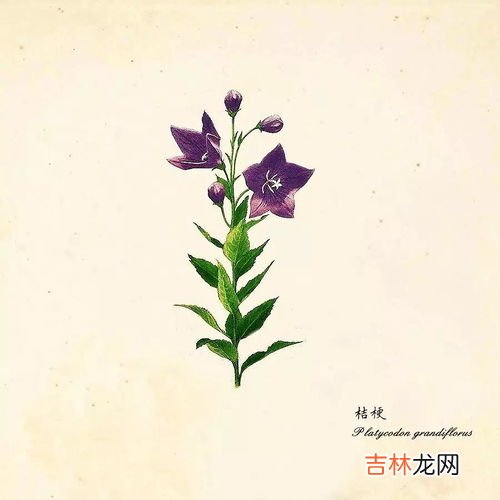 杉菜是什么植物,“杉菜”是什么植物？