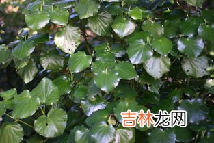 杉菜是什么植物,“杉菜”是什么植物？