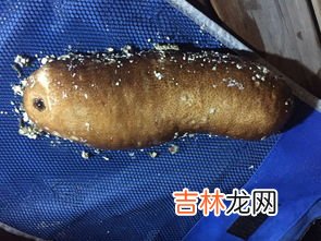 口吐珍珠的动物是什么,蜗牛吐出来的白珍珠有什么用？