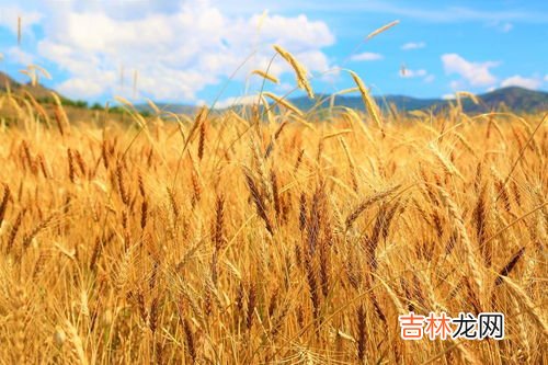 大米是啥农作物,大米是水稻还是小麦