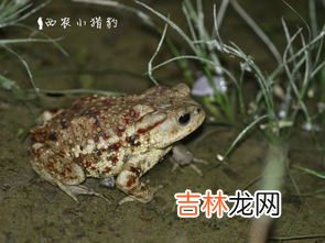 青蛙与癞蛤蟆的区别是什么,癞蛤蟆和青蛙的区别