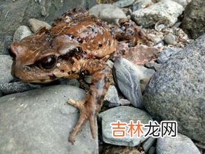青蛙与癞蛤蟆的区别是什么,癞蛤蟆和青蛙的区别