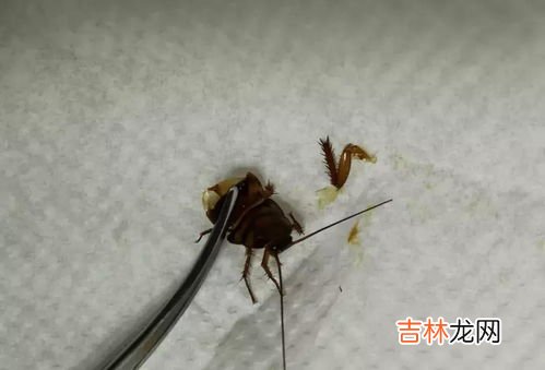 蟑螂有几条腿,蟑螂有几条腿