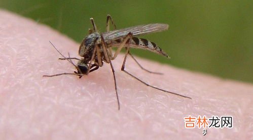 蚊子分不分公母,蚊子有公母之分么?