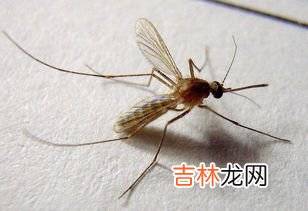 蚊子分不分公母,蚊子有公母之分么?