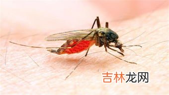 蚊子分不分公母,蚊子有公母之分么?