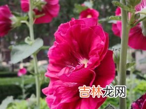 蜀葵花语,蜀葵的花语与寓意有什么传说？