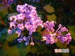 丁香花花期是什么时候,丁香花什么季节开花