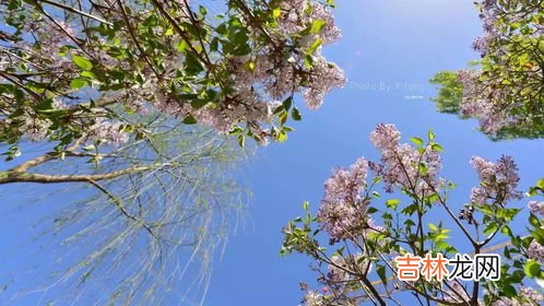 丁香花花期是什么时候,丁香花什么季节开花