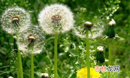 蒲公英泡水有什么好处,蒲公英泡水喝的功效与作用