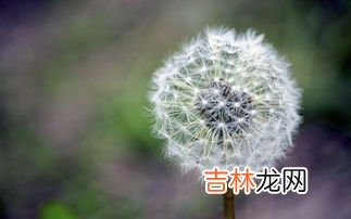 蒲公英泡水有什么好处,蒲公英泡水喝的功效与作用