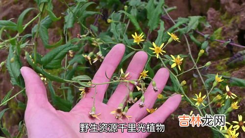 千里光的功效与作用,干里光草的功效与作用