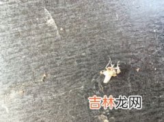 苍蝇是不是害虫,苍蝇是益虫还是害虫？拜托各位大神