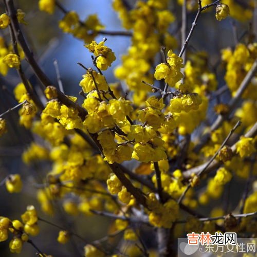 新鲜腊梅花怎么处理可泡水喝吗,腊梅可以泡茶吗