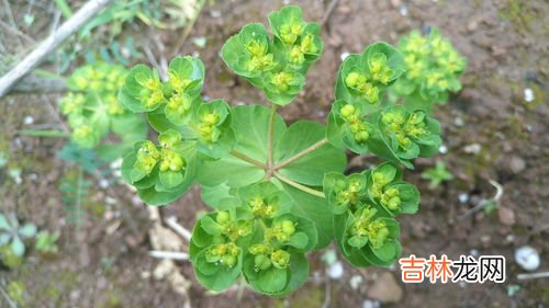 猫眼草与泽漆的区别,每日一味皮肤中草药：猫眼草，有毒的草药，却能卖到20块一斤